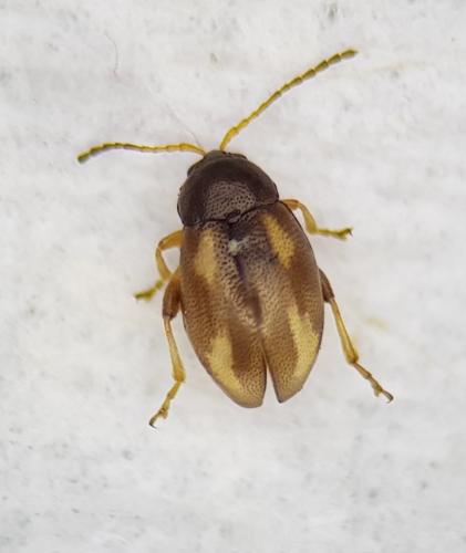 Réf. 249 159 : Phyllotreta exclamationis